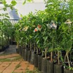 Parents Encouraged to Concentrate on Fruit Planting